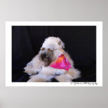 Wheaten Terrier in Glasses Poster