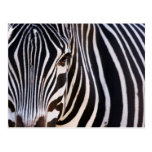 Where Is The Zebra? Postcard