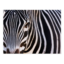 Where Is The Zebra? Postcard