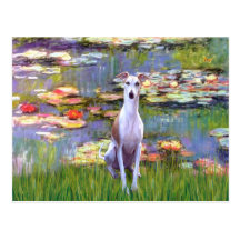Whippet (brown-white) - Lilies 2 Postcards