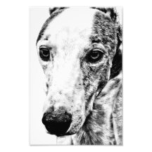 Whippet dog photographic print