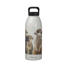 Whiskers Water Bottle