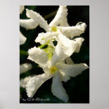 white001 posters