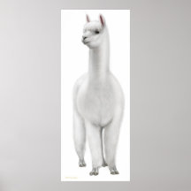 White Alpaca Print