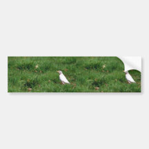 White American robin Bumper Sticker