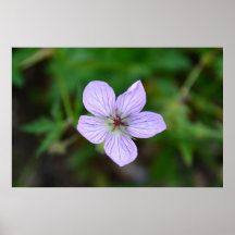 White and Pink Wildflower in the Sandia Mountains Print