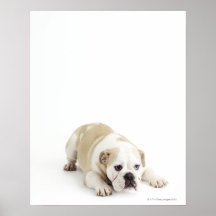 White and tan bulldog print