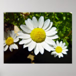 White and Yellow Daisies Print