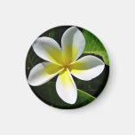 White and Yellow Frangipani blossom Refrigerator Magnets