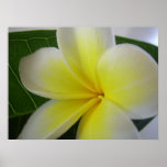 White And Yellow Frangipani Flower Poster