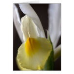 White and Yellow Iris Flower Card