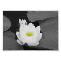 White and yellow lily pad flower photograph