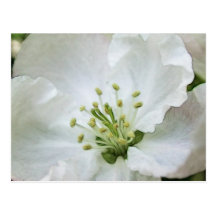 White Apple Blossom Close-Up Postcards