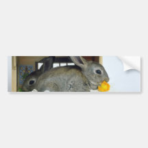 white Apricot and Blue Rex rabbits flowers Bumper Stickers