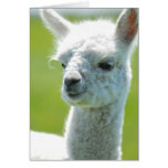 White baby girl greeting card