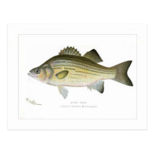 White Bass Post Cards