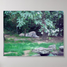 WHITE BENGAL TIGER POSTER