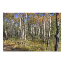White Birch Trees, Jasper National Park Photo Print