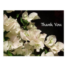 White Bougainvillea Flowers Thank You Postcard