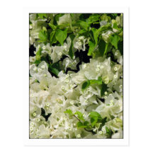 White Bougainvillea Post Cards