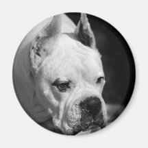 White Boxer Dog magnet