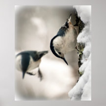 White Breasted Nuthatch In The Snow Poster