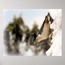 White Breasted Nuthatch In The Snow Posters