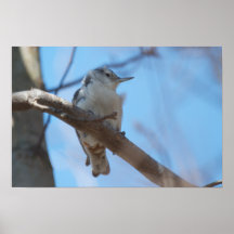 White-breasted Nuthatch in the Wind Poster