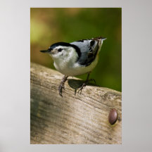 White-Breasted Nuthatch Poster