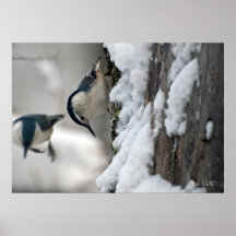 White Breasted Nuthatch Posters
