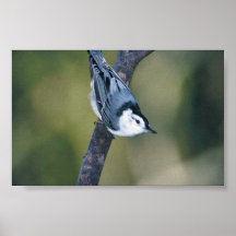 White-breasted nuthatch posters