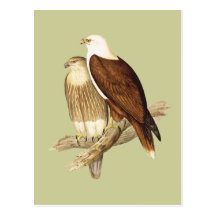 White Breasted Sea Eagle. Large Bird of Prey. Post Card