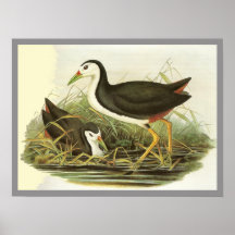 White-breasted Waterhen Print