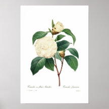 White camellia print