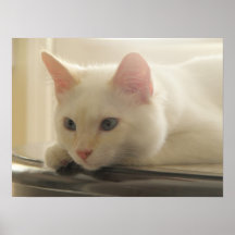 White Cat Poster