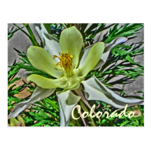 White columbine flower postcard