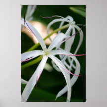White Crinum Flower Blossom up close Poster