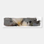 White Crocus Bumper Stickers