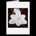 White Crocus cards
