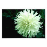 White Dahlia photography