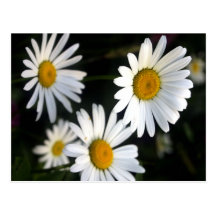 WHITE DAISIES POSTCARD