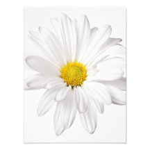 White Daisy Flower Background Customized Daisies Photographic Print