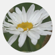 White Daisy Flower Photo Sticker