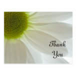 White Daisy Petals Thank You Note Postcard