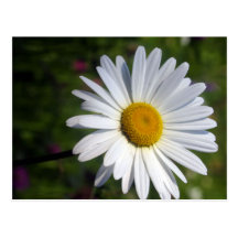 WHITE DAISY POST CARDS