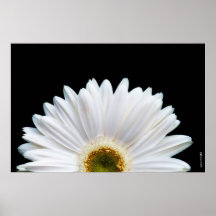 White Daisy, Posters
