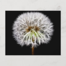 White Dandelion Flower Plant Full Colour Flyer