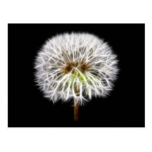 White Dandelion Flower Plant Post Cards