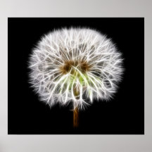 White Dandelion Flower Plant Posters