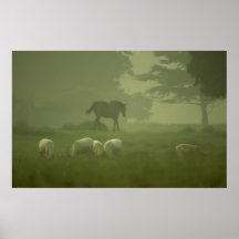 White Deer of Mallow Posters